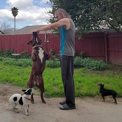 Freddie B The Dog Teacher