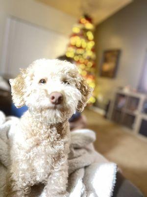 My dog after a 7hr groom.