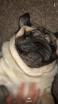 My puggo was taken by someone that was at Krakow Store!! No help there. Burgers great tho. Would recommend.