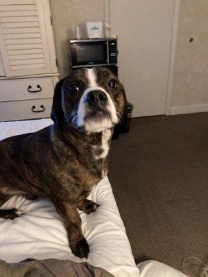 Burlington Police Department