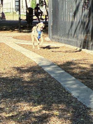 K9 Corral at Craig Ranch