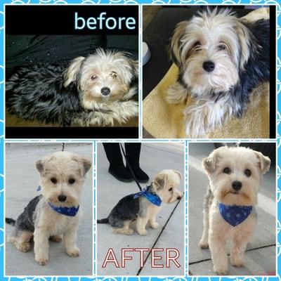 A Pawfessional Sheik Boutique