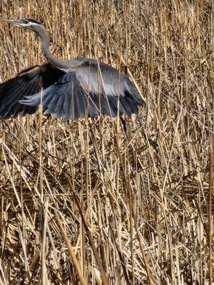 Another Great Blue Heron sighting along the path.