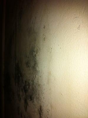 Black mold in apartment Taku Real Estate rents to a family with young children.