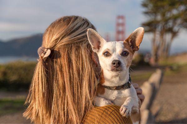 Paws and Play Studio