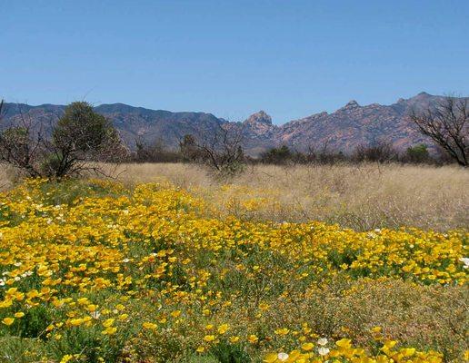 Tombstone Real Estate