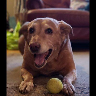 Fastiges' In Home Pet Services