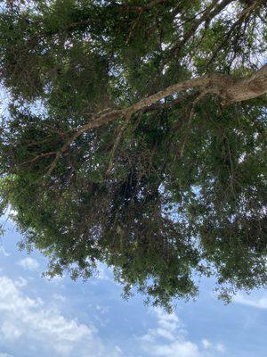 Integritree Tree Services