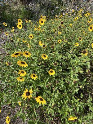 Fred & Idah Schultz Nature Preserve