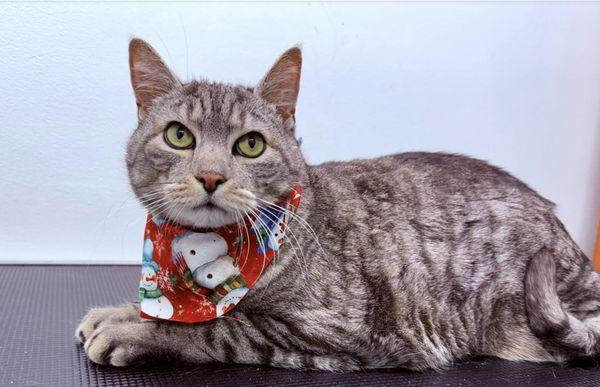 Elm Grove Animal Hospital