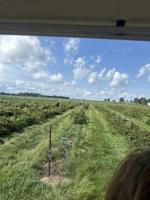 Champaign Berry Farm