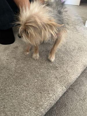 The work of a "professional groomer" and salon owner.