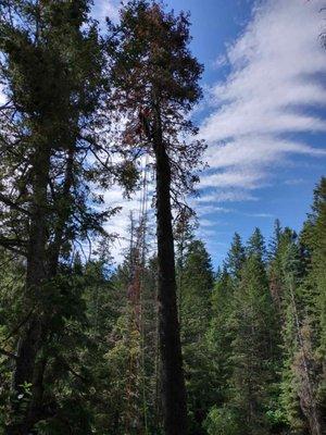 Brian's Tree Service