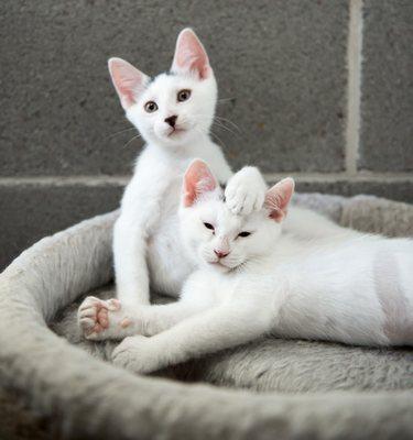 All Our Friends Pet Care