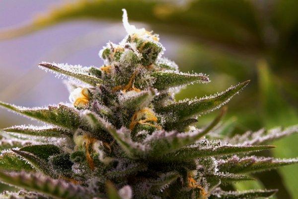 New Mexicann Natural Medicine