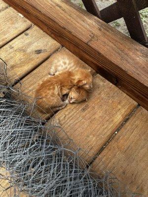 Kittens left on porch