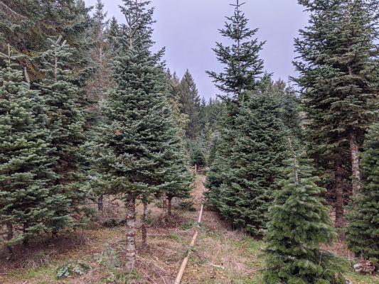 Big Al's Hidden Valley Tree Farm