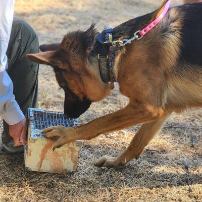 Common Scents Dog Sports