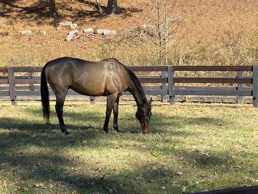 Tuff Competition Farms