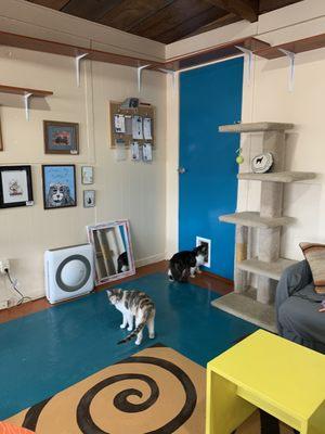 Cat cafe with adoptable cats