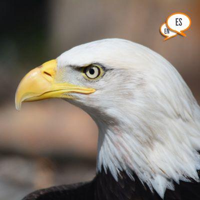 Viruet-López Law Services