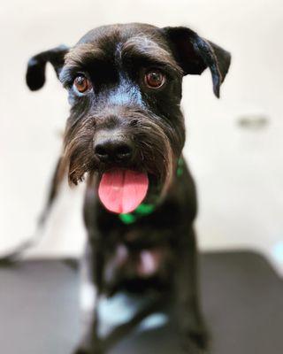 Maggie loves getting fresh and clean.