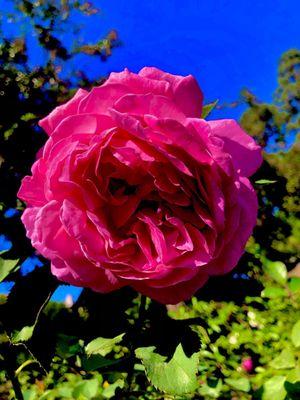 Marston House Museum & Gardens