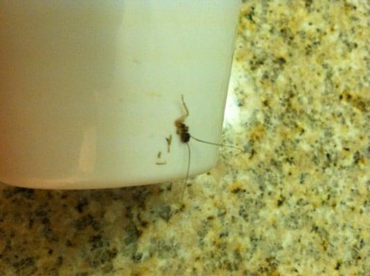 America's Best Value Inn & Suites