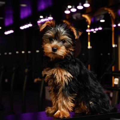 Firm, cute Yorkshire Terrier, puppy sitting on a black table, indoors with purple and yellow lighting in the background.
