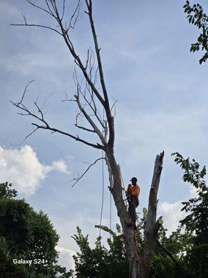 Tios Tree Service