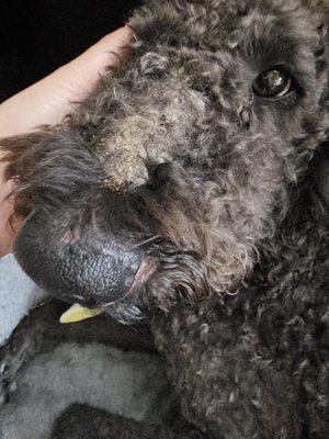 Emerald Street Kennels