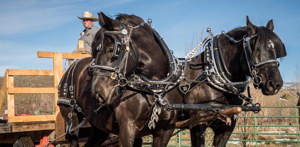 Summit Wagon and Sleigh