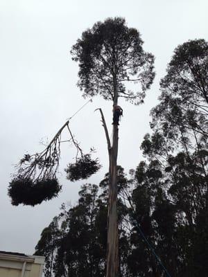 Sawyer Tree and Yard