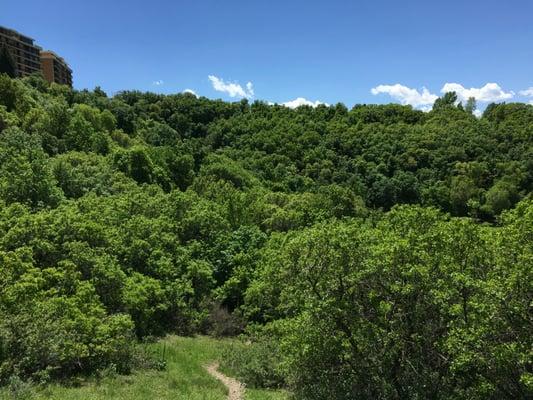 View from tree to the north