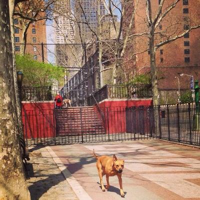 Robert Moses Park Dog Run