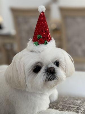 Pooch And Shears Mobile Grooming