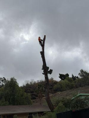 Top Tier Tree Service