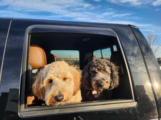 Kellie's Doggie Country Resort