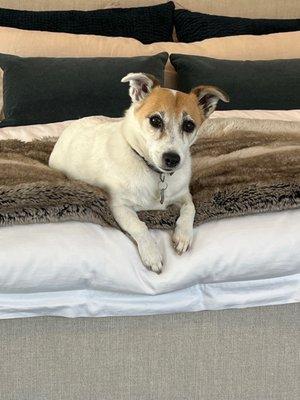 Windham Animal Hospital