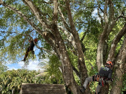 Go Pro Professional Tree Care