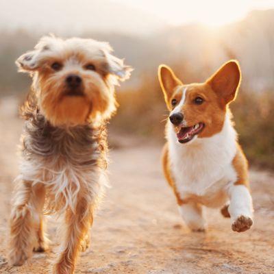 Welcome to our private oasis, where dogs roam free and cherished in a loving home environment.