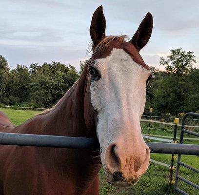 PAWsome Pet & Equine Care
