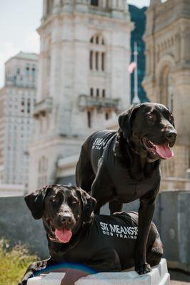 Sit Means Sit Dog Training-Charleston