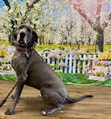 Spring photo backdrop