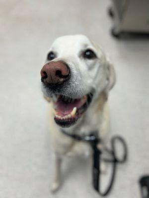 Sorrento Animal Hospital