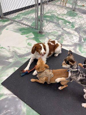 Unleash the fun, this is their happy place.