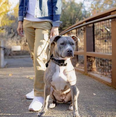 Cloud 9 K-9 Dog Training