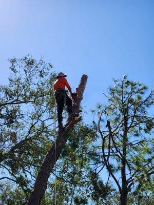 Quality Roots Tree Service