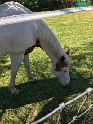 Jessica's Every Critter Care