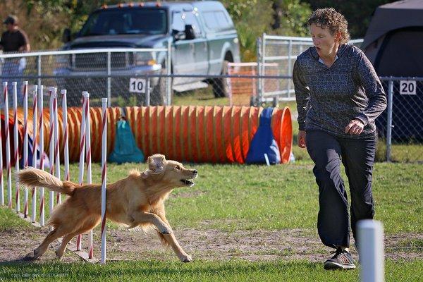 Mikamar Dog Training Center